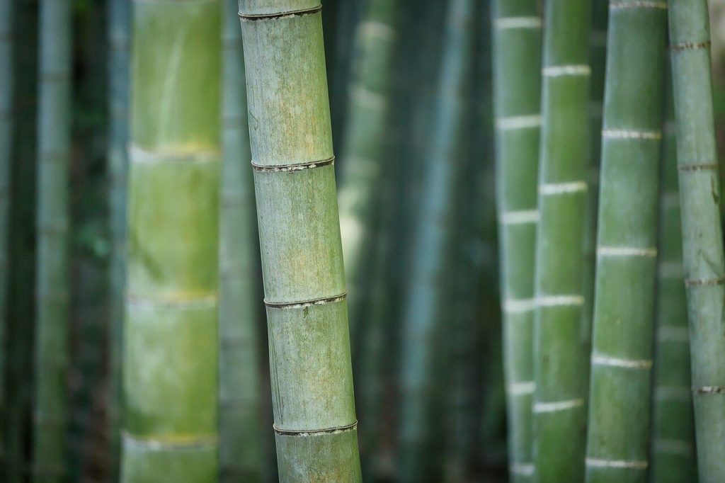 サステナブルな素材として注目の「竹」