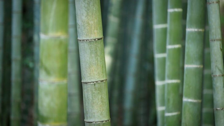 注目のサステナブル素材。「竹」が環境に優しいといわれる3つの理由